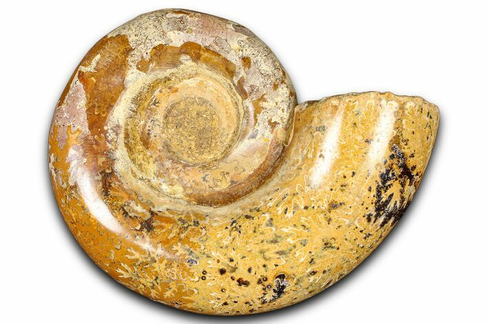 Jurassic Ammonite (Hemilytoceras) Fossil - Madagascar #365353
